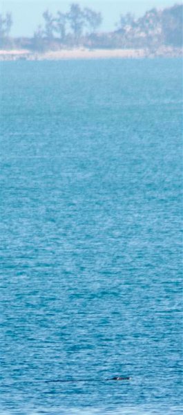 3023 Cape York 550D Aug11 crop (Medium).jpg